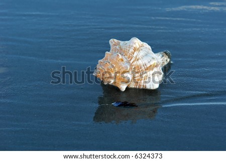 Large conch shell on the shore as the tide comes in, in bright sunshine with reflection