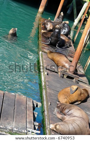 group of sea lions sitting and sleeping on pier  on the coast of oregon