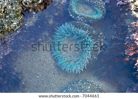 This beautiful bright green anemone can grow to a foot in diameters. Its color can range from green to grey or blue-green. It has short, thick tentacles arranged in rings around the central mouth