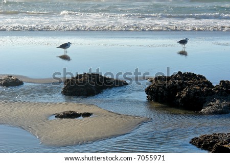 two seagulls walk along the edge of the water as the waves come crashing in