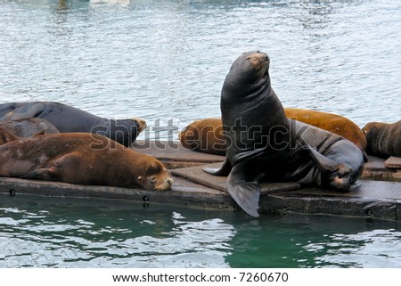 group of sea lions sitting on pier  on the coast of oregon