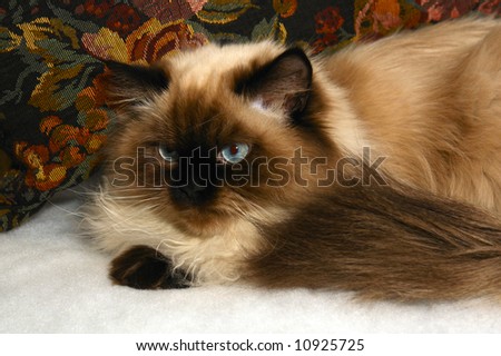 long haired, blue eyed, Seal point himalayan cat sitting in front of pillow