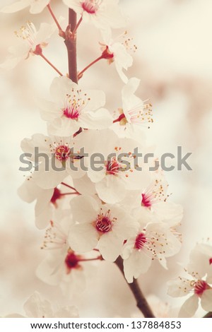 Fruit tree blossom in the spring. Soft toned colors.
