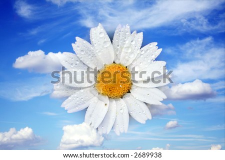 a macro of a white gerber daisy with 