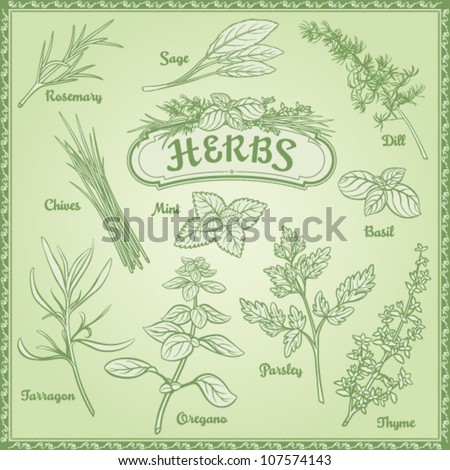 Outline Illustration Fresh Herbs; Rosemary, Sage, Dill, Chives, Mint 