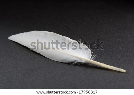 White feather on a black surface