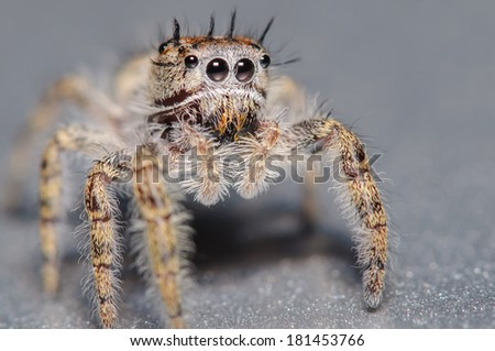 Cute little jumping spider on a silver surface and background
