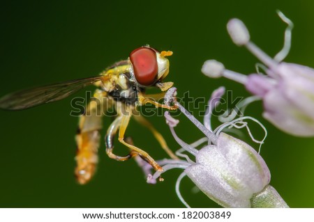 Hover Fly on a Purple Flower