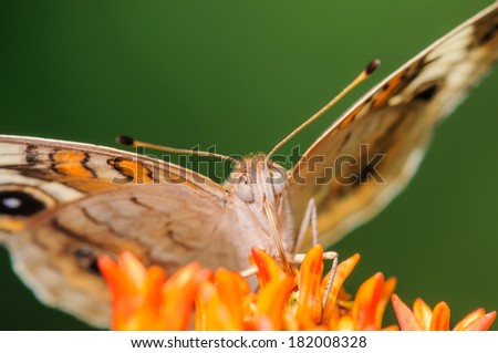 Common Buckeye Butterfly on an Orange Flower