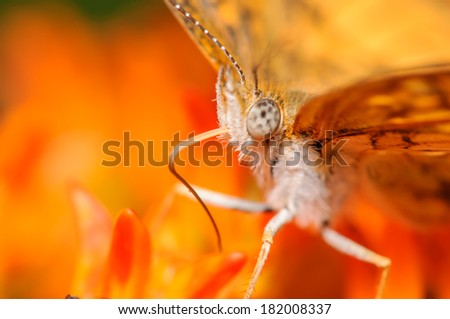 Orange and White Butterfly on an Orange Flower