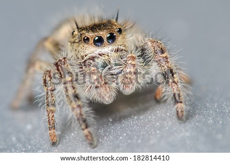 Cute Little Jumping Spider on a Silver Surface