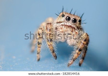 Cute Jumping Spider on a Blue Surface and Background