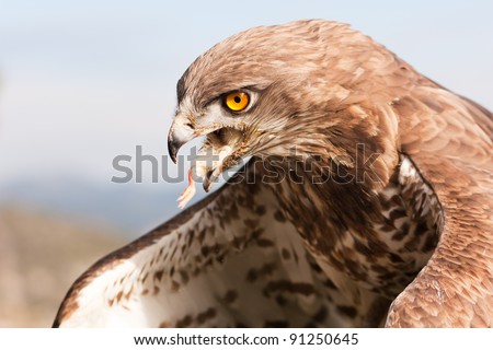 Eagles Eating Snakes