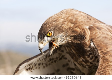 Eagles Eating Snakes