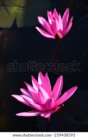 beautiful lotus flower on black background.