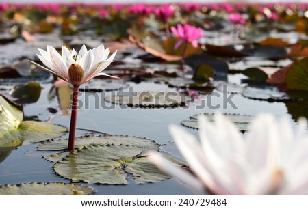 white lotus in pink lotus sea, Udon Thani, Thailand