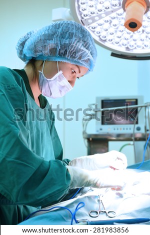 veterinarian surgeons in operation room