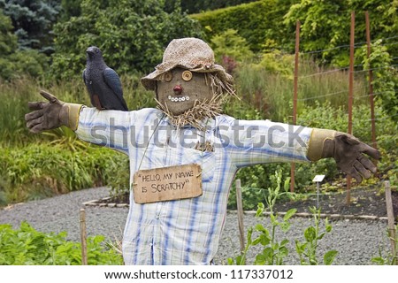 A scarecrow, with a crow on his shoulder, stood in the vegetable gardens of Pollok Park.
