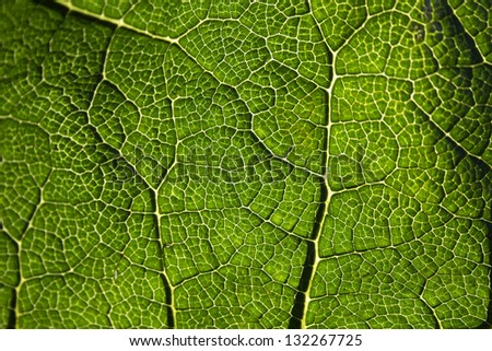 Close up of the veins of a Gunnera leaf backlit with sunlight.
