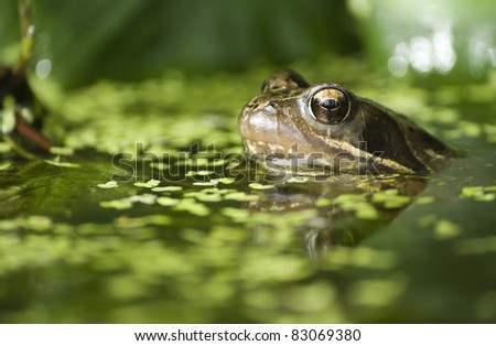 Common Frog (Rana Temporaria) in garden pond taken at water level.