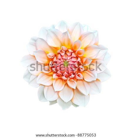 White with orange and pink dahlia isolated on white background