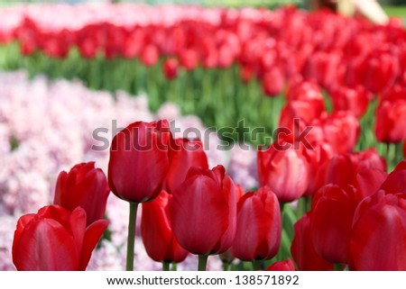 tulips in Amsterdam