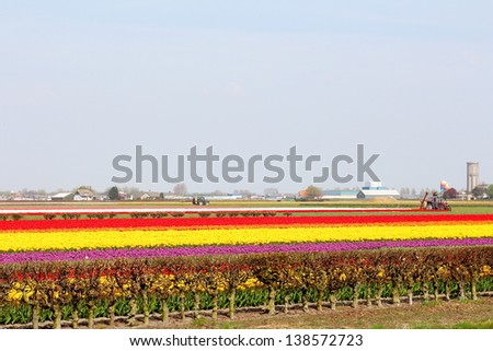 farm for growing tulips in Amsterdam