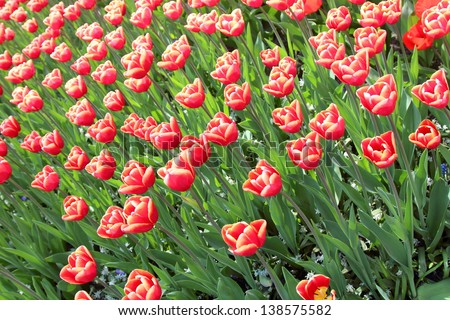 tulips in Amsterdam