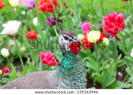 female peacock on a background of red roses