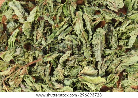 medicinal plant mint, background from leaves of mint, tea.