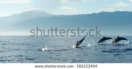 Dolphins in Pacific Ocean at sunrise Bali Indonesia Dolphins in Pacific Ocean at sunrise Bali Indonesia