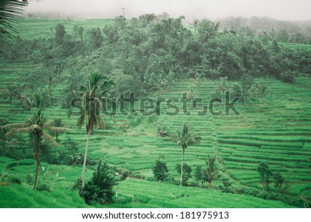 Rice paddies of Bali on the cloudy overcast day with a little rain