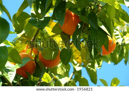 Orange tree with fruits and flowers