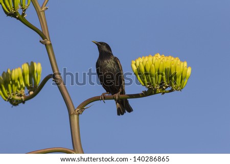 Starling on Parry\'s Century Plant