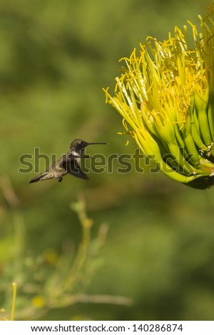 Black-chinned Hummingbird Feeding from Parry\'s Century Plant