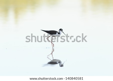 Black-necked Stilt Walking in Pond