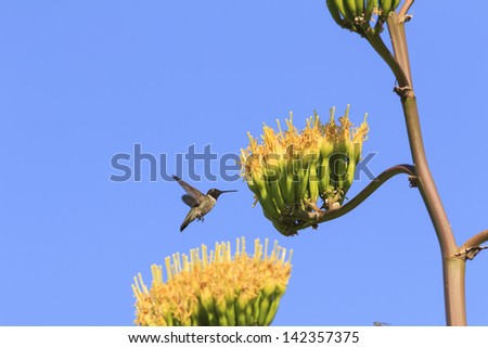 Black-chinned Hummingbird at Century Plant