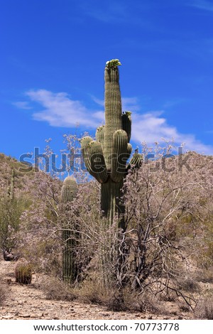 Desert Scene with both Giant Saguaro and Ironwood tree in bloom.  More desert and cactus images in my portfolio.