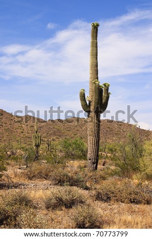 Sonoran desert  full of life dominated by a giant saguaro cactus, with wispy clouds and blue sky.