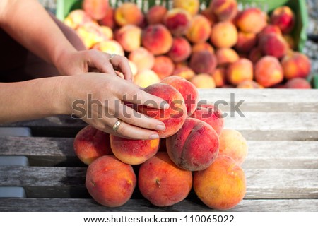 Woman putting peaches onto bench