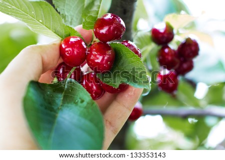 Hand picking fresh delicious cherry, closeup