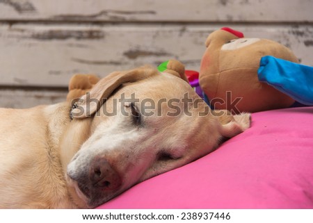 Labrador retriever sleeping on a pillow with a teddy dog