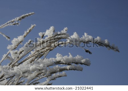 frozen grass in blue sky