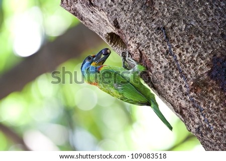 parent Muller\'s Barbet on tree hole in spring