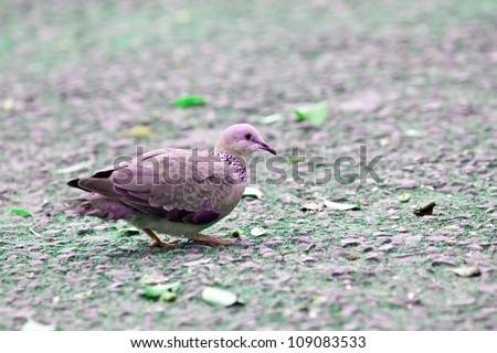cute Spooted-necked Dove looking for food on ground
