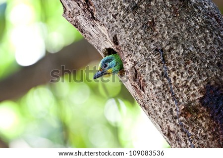 child Muller\'s Barbet on tree hole in spring