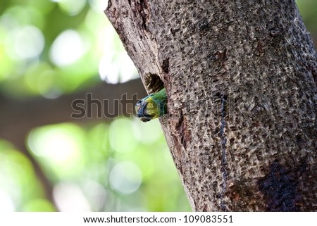 child Muller\'s Barbet on tree hole in spring
