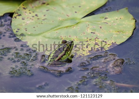 green pond frog rest on lotus leaf in pond