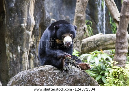 Sun Bear in natural habitat,Helarctos malayanus