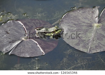 green pond frog in natural habitat